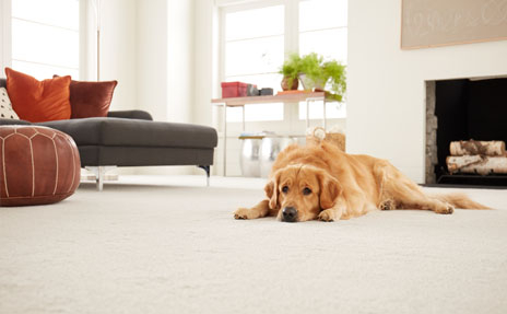 Waterproof Carpet Flooring in Cream with Golden Retriever Laying Down